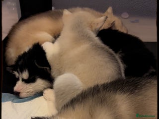 Siberian Husky dogs - Advert 20