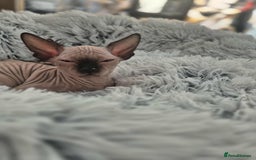 Sphynx cats for sale: Sphynx  - Image 2