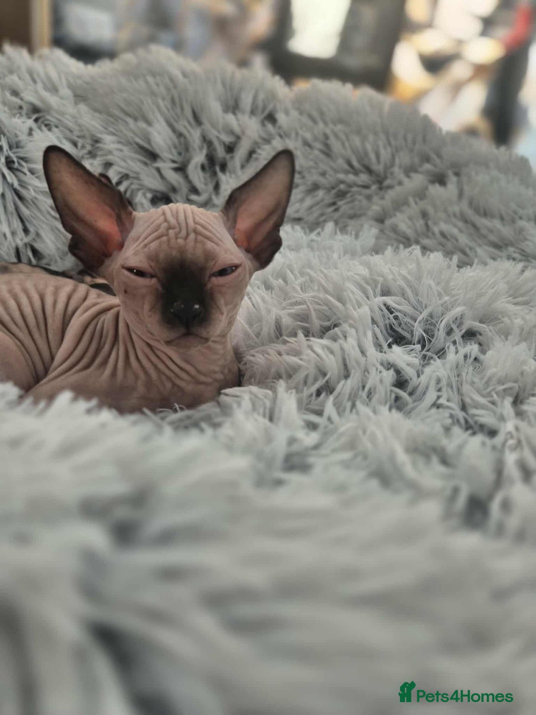 Sphynx cats for sale: Sphynx  - Image 2