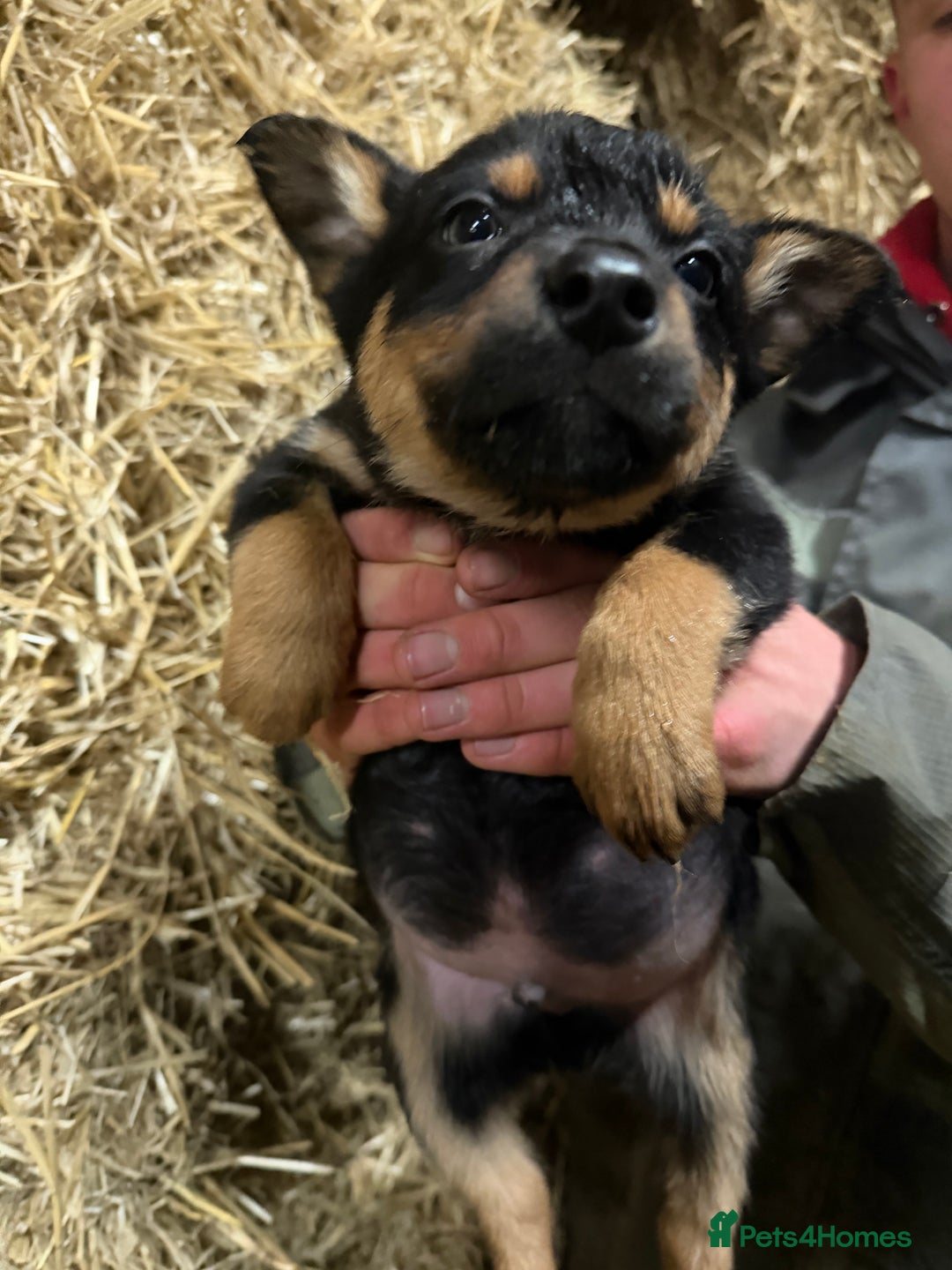 Mixed Breed dogs for sale: kelpie/blue heelers - Advert 34