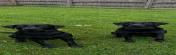 Labrador Retriever dogs for sale: 6 Black Boys and 1 Chocolate boy  in Chippenham - Advert 32