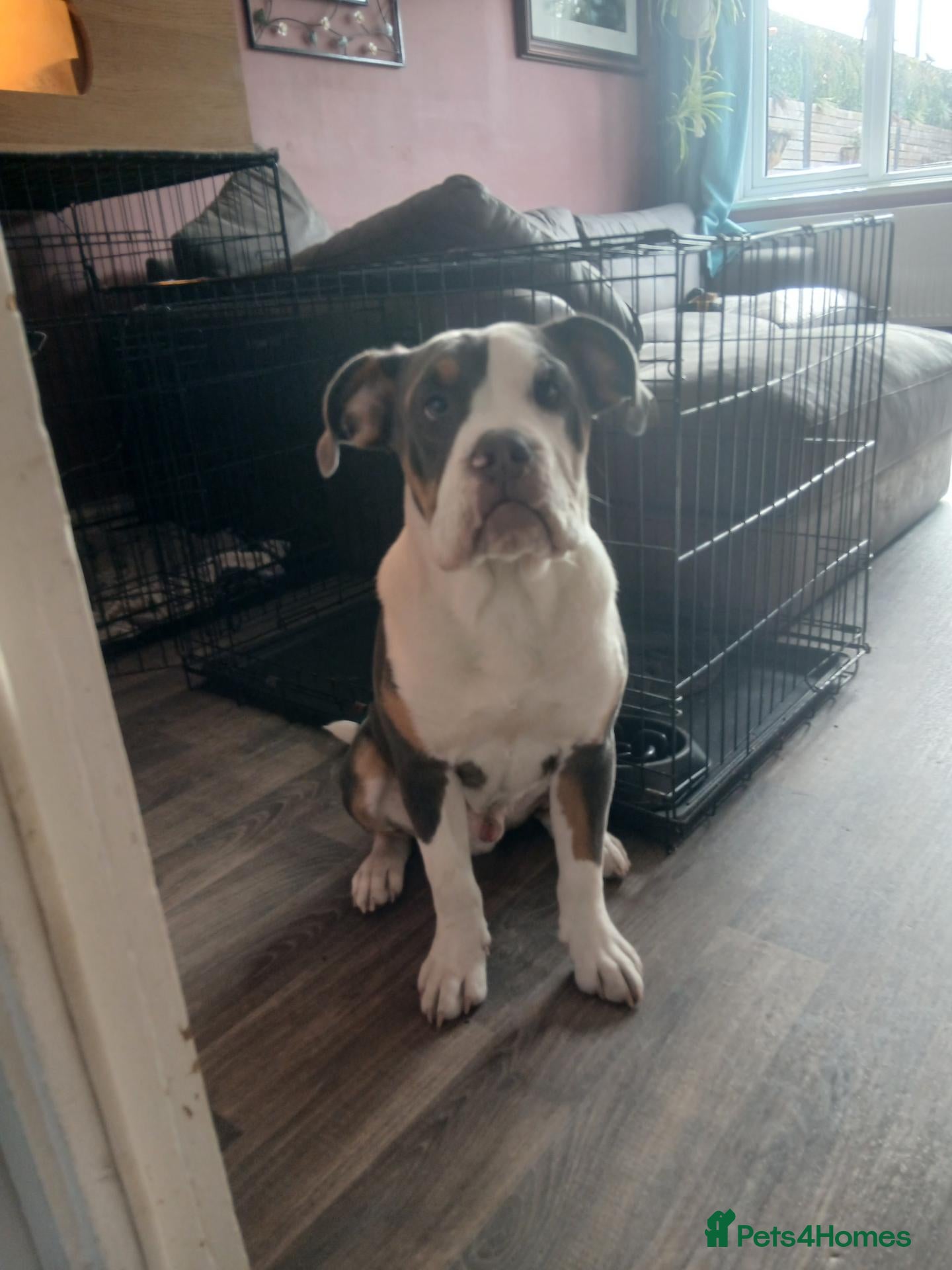 Old Tyme Bulldog dogs Jax, Old tyme English bulldog. 7 months - Advert 6