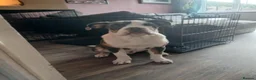 Old Tyme Bulldog dogs for sale: Jax, Old tyme English bulldog. 7 months in Stratford-upon-Avon - Advert 1