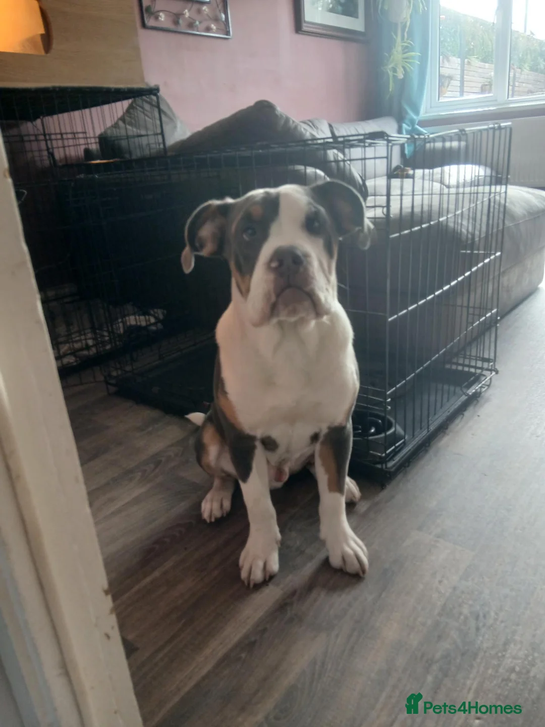 Old Tyme Bulldog dogs for sale: Jax, Old tyme English bulldog. 7 months in Stratford-upon-Avon - Advert 1