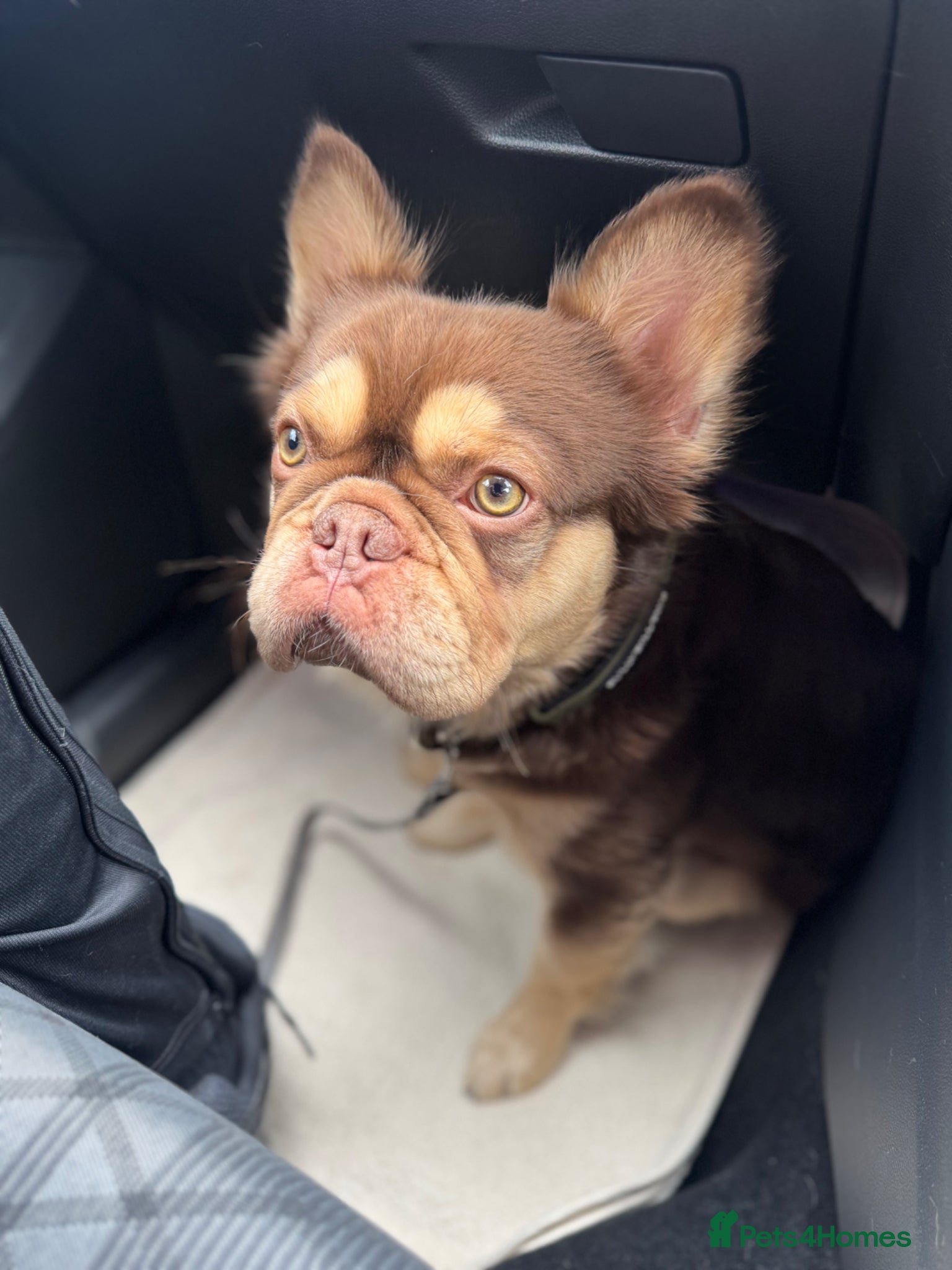 French Bulldog dogs RFG 0 & FBCE - Koda Bear - Full Fluffy Rojo & Tan - Advert 22