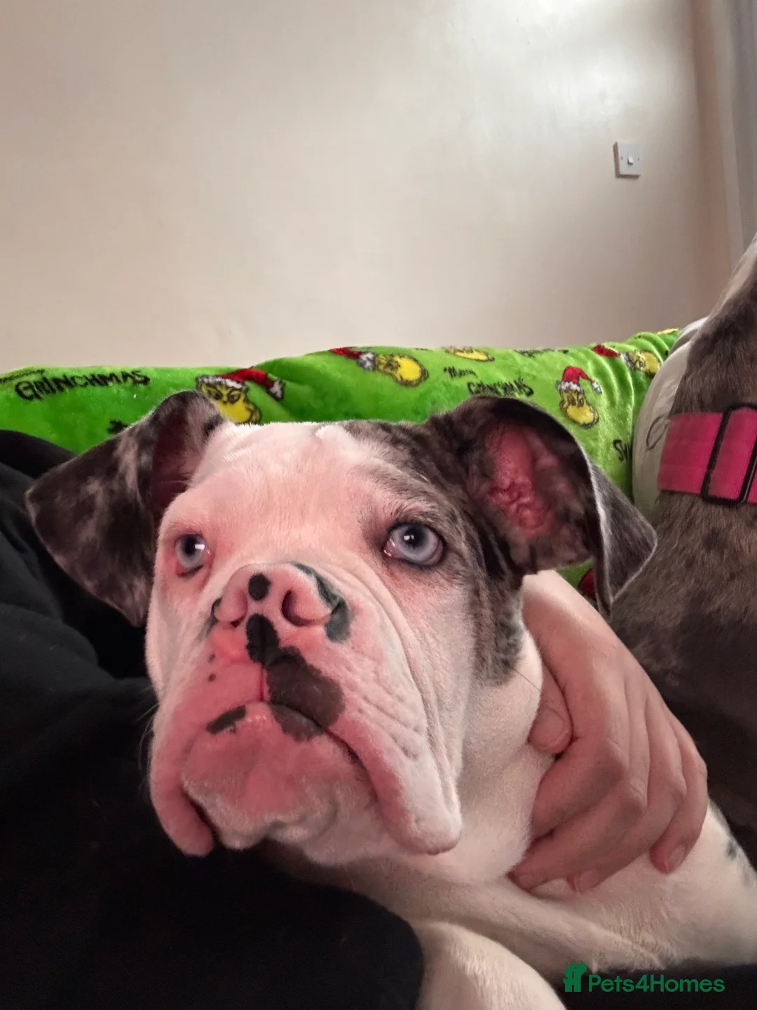 Old Tyme Bulldog dogs for sale: Old Tyme English For Sale  - Advert 3