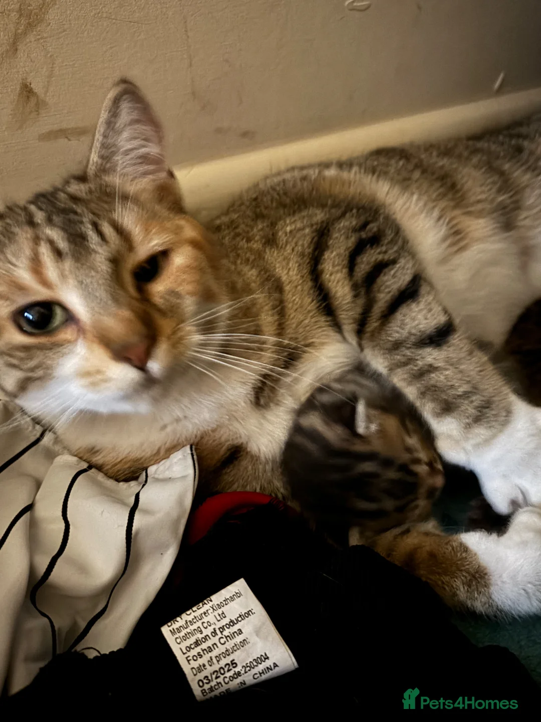 Mixed Breed cats for sale: 3 Absolute Stunning Patterned Kittens - Advert 15