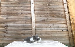 Mini Lop rabbits for sale: Rex mini lop - Image 2
