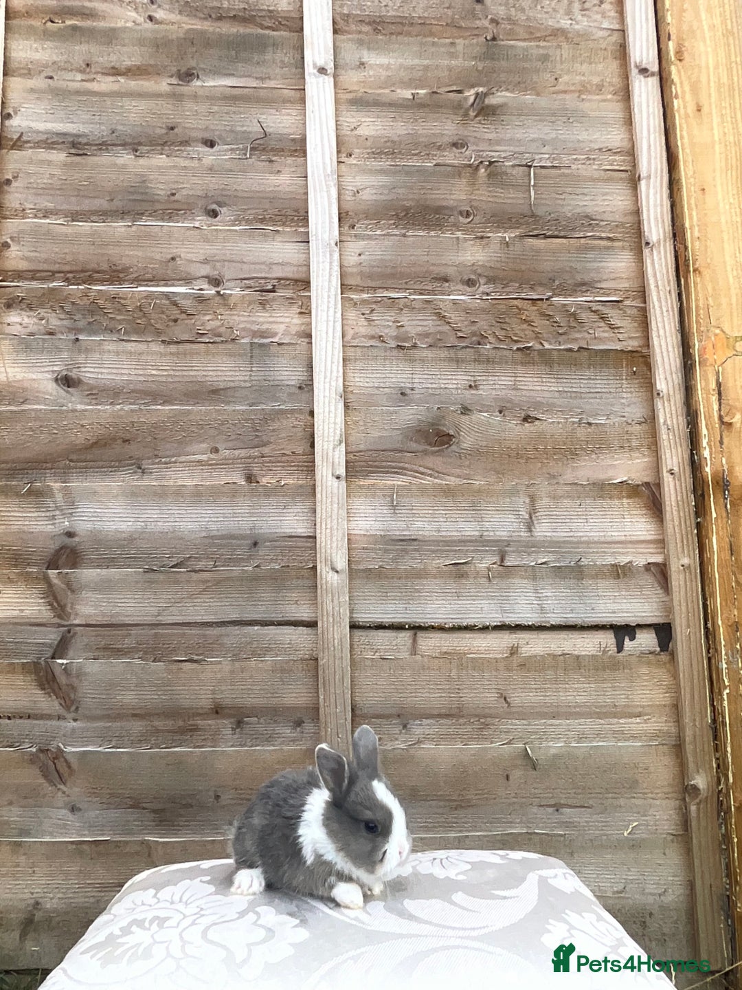 Mini Lop rabbits for sale: Rex mini lop - Image 2