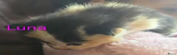 Siberian cats for sale: Adorable Siberian kittens - Advert 24