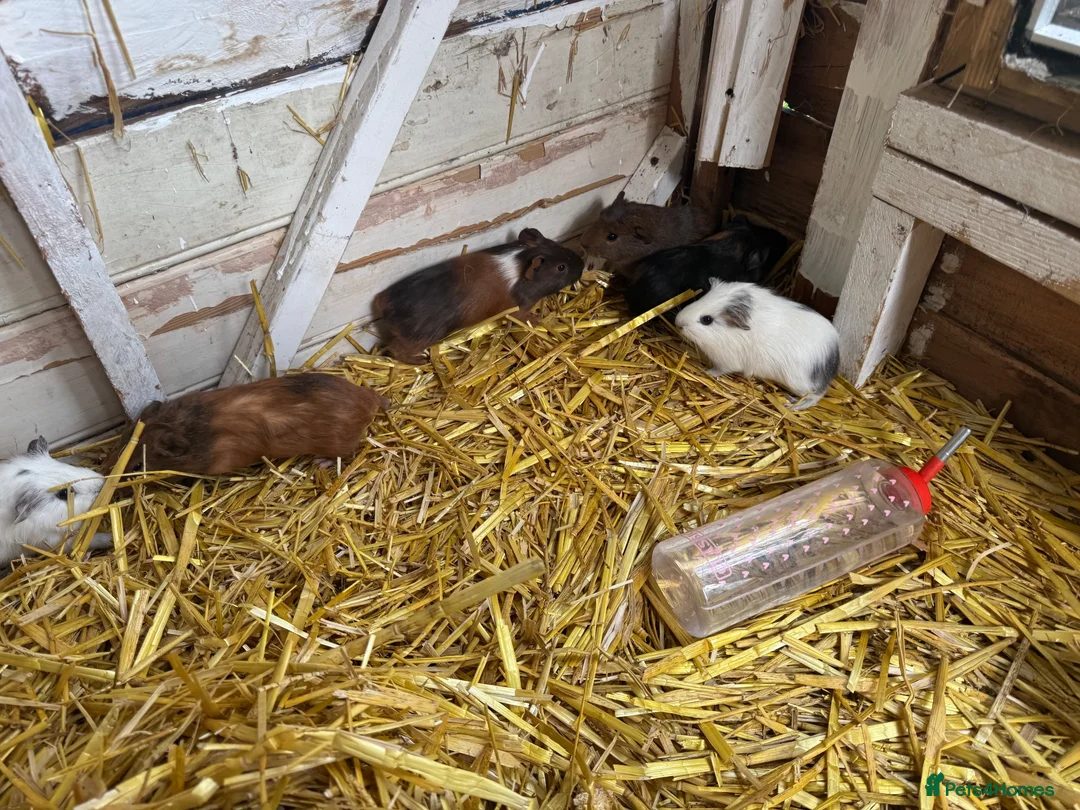 Guinea Pig rodents for sale: 6 lovely guinea pigs  - Advert 7