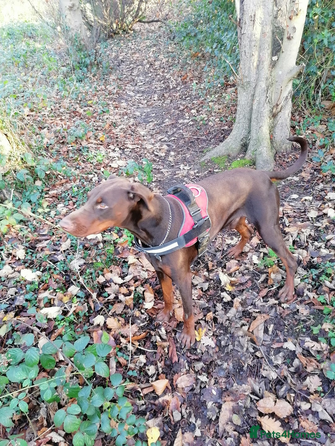 Dobermann dogs for sale: male dobermann puppy 11 months old  - Advert 2