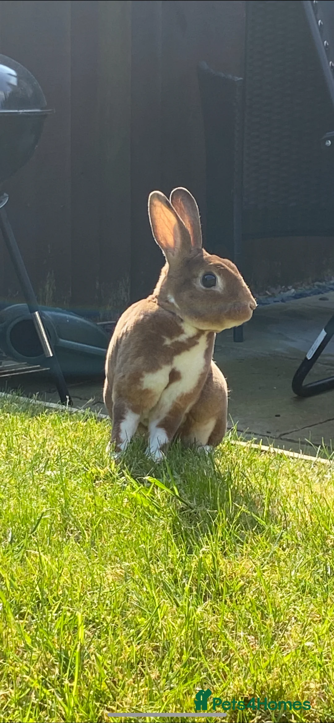 Rex rabbits for sale: Mini Rex (M) for rehoming in Nuneaton - Advert 1