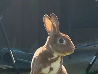 Rex rabbits Mini Rex (M) for rehoming - Advert 2