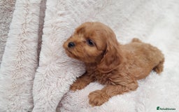 Cavapoo dogs for sale: Beautiful F1 Cavapoo Pups  - Image 5