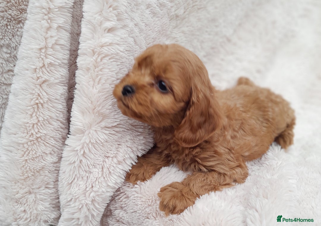 Cavapoo dogs for sale: Beautiful F1 Cavapoo Pups  - Image 5