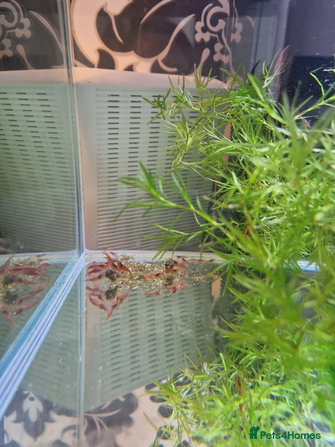 Shrimps fish for sale: Red cherry shrimps in Bradford - Advert 6