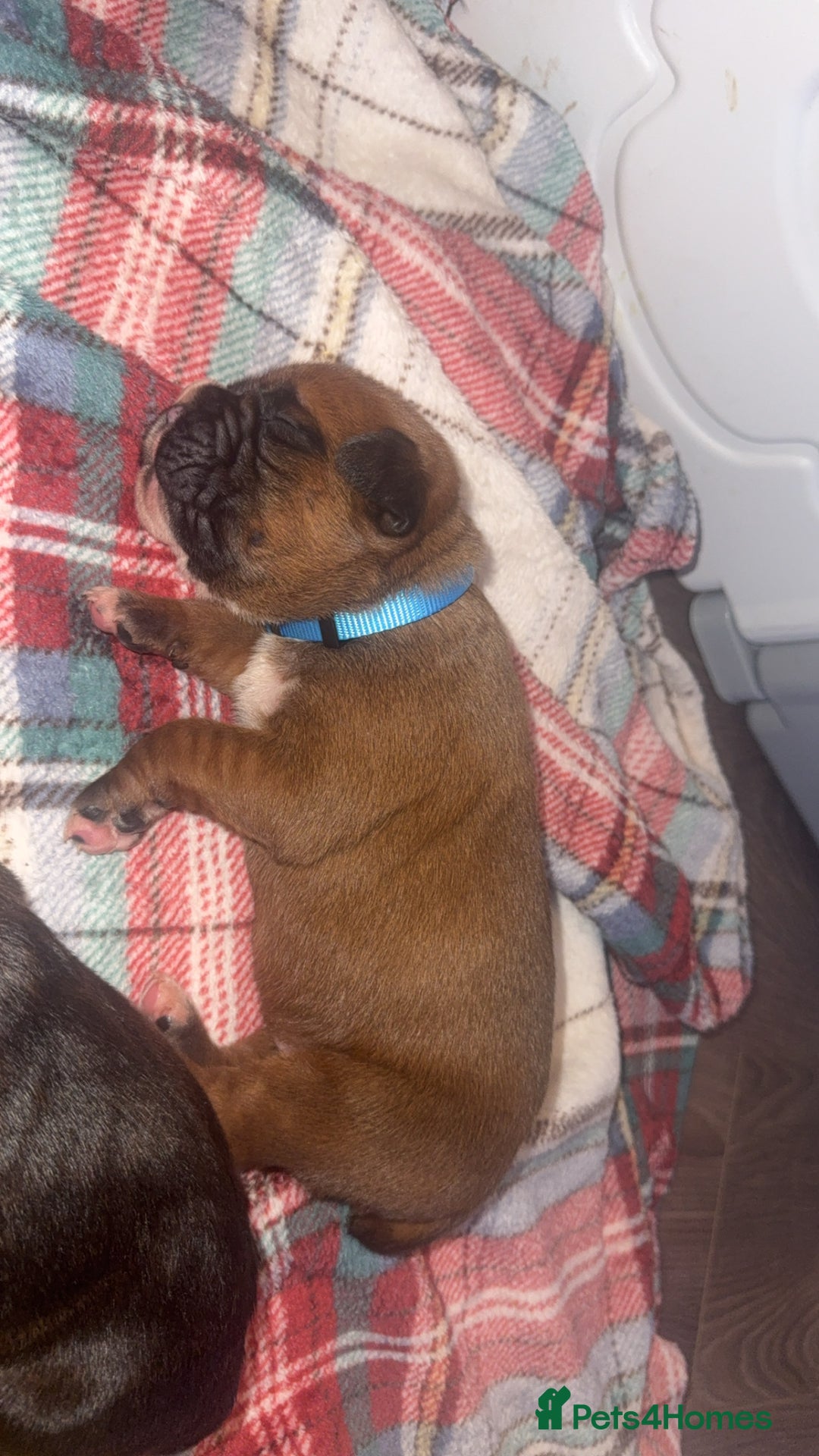 Boxer dogs for sale: Beautiful litter of 6 Pedigree Boxer Puppies  - Advert 2