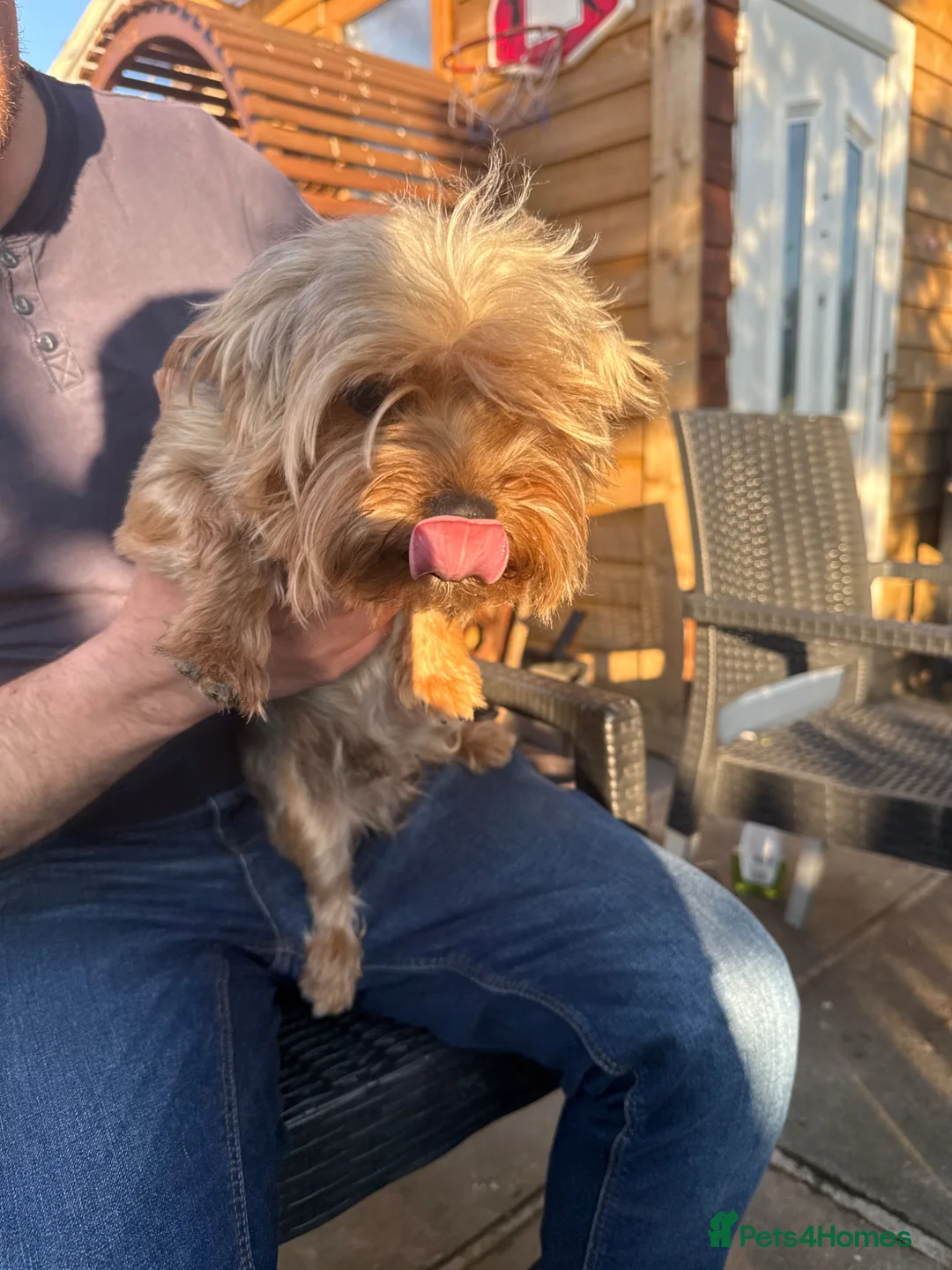 Yorkshire Terrier dogs for sale: Lovely yorkshire terrier boy - Advert 9