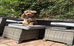 Toy Poodle dogs for stud: Chocolate Merle Toy Poodle at stud  - Image 2