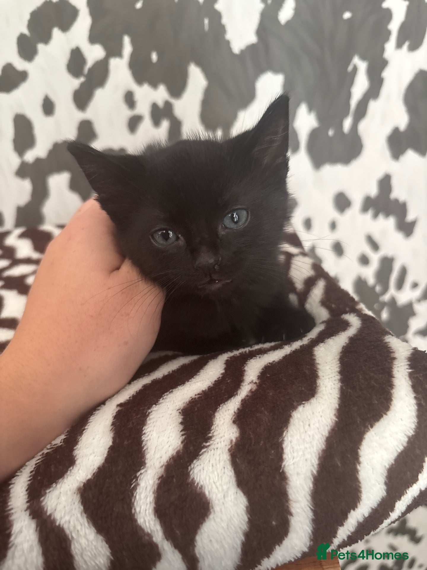 Mixed Breed cats One male kitten - Advert 3