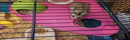 Hamster rodents for sale: Syrian hamster  in Smethwick - Advert 4