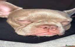 French Bulldog dogs for sale: 7.5 month old French bull dog - Image 4