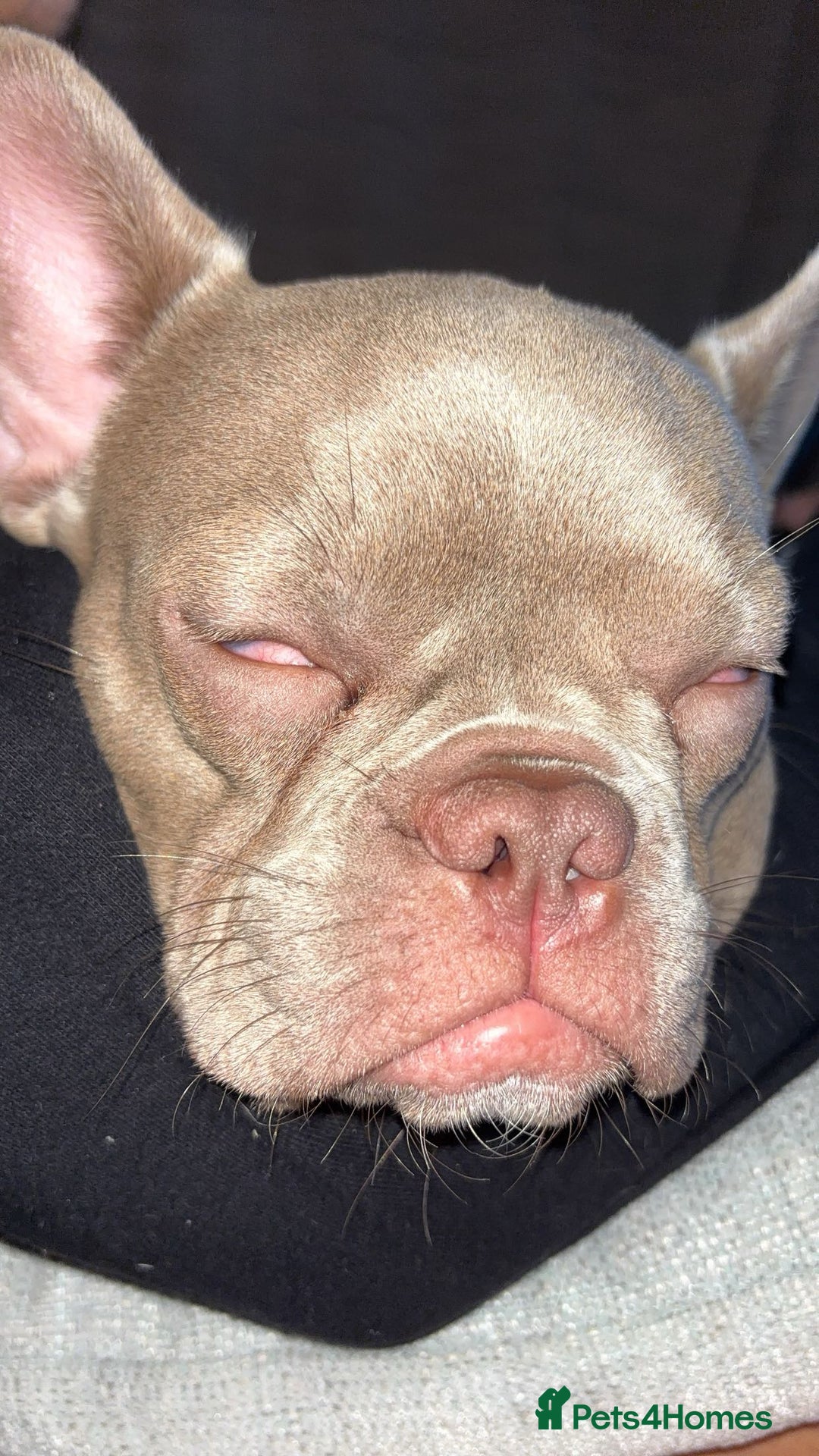 French Bulldog dogs for sale: 7.5 month old French bull dog - Image 4