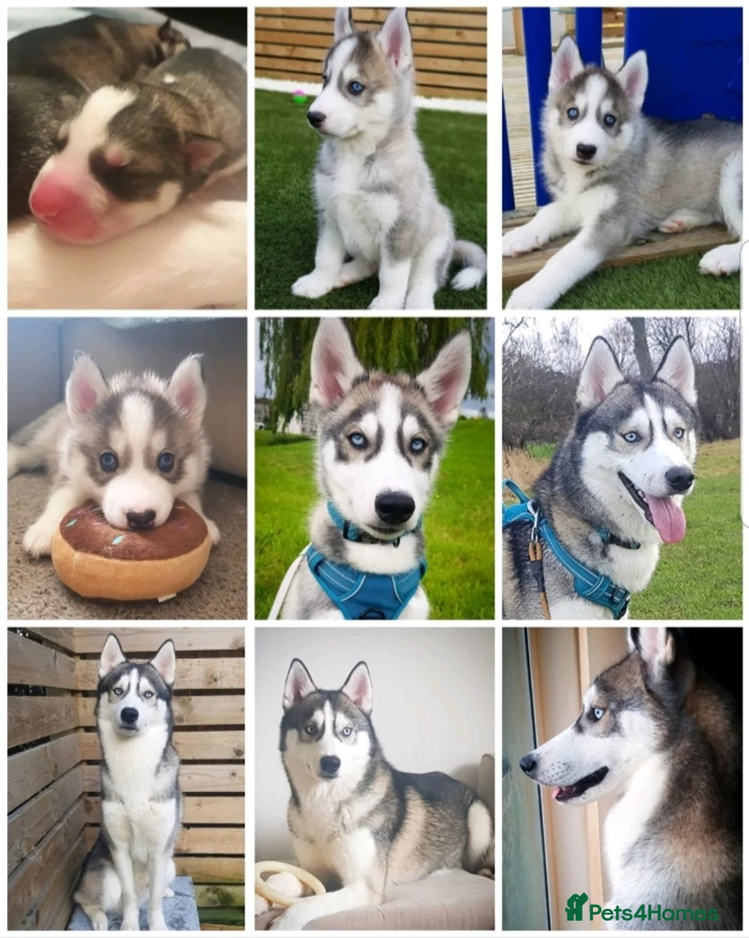 Siberian Husky dogs for stud: DANAMELI TITAN KING - Proven Health Tested Stud in Glasgow - Advert 26