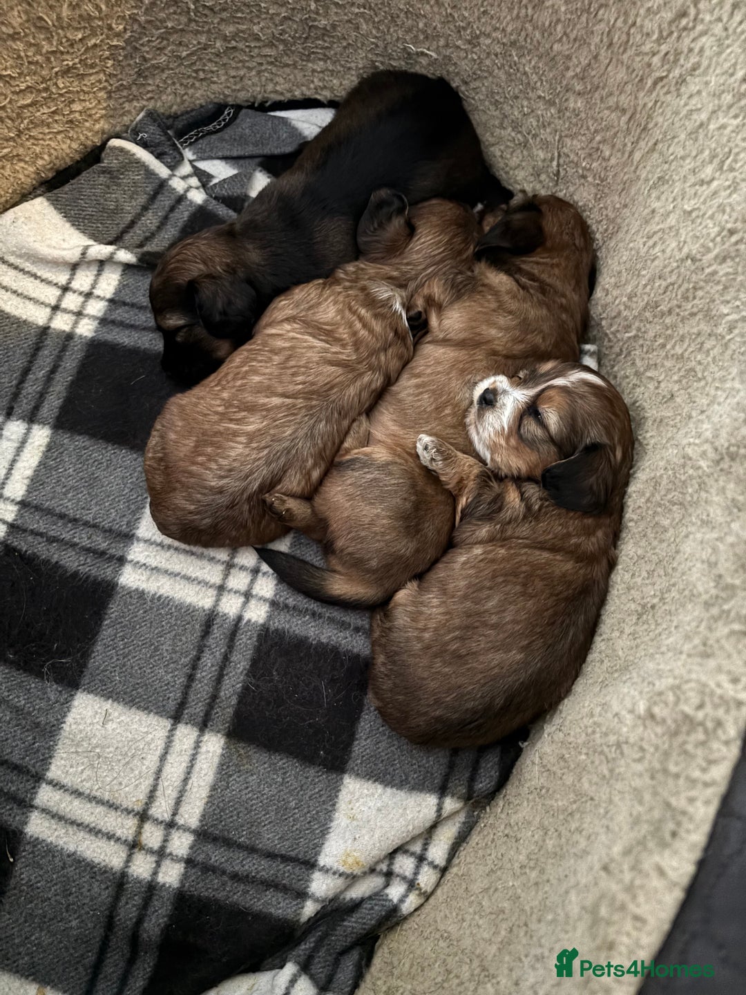 Mixed Breed dogs for sale: Shichi X mini Dachshund female pups 🐶💕 - Image 6