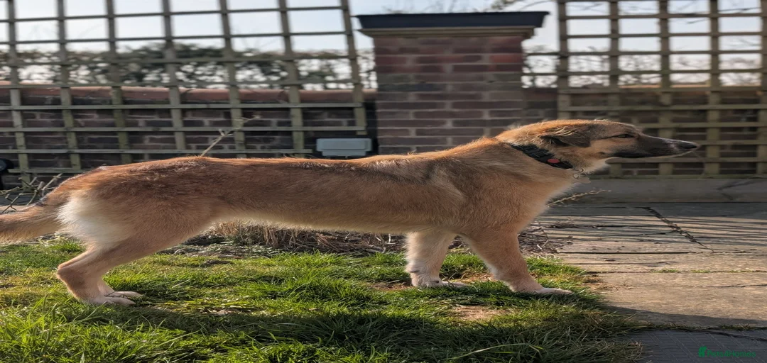 Gallery Image {{count}}