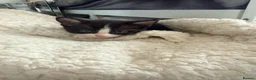 Mixed Breed cats for sale: Male tuxedo  - Advert 2