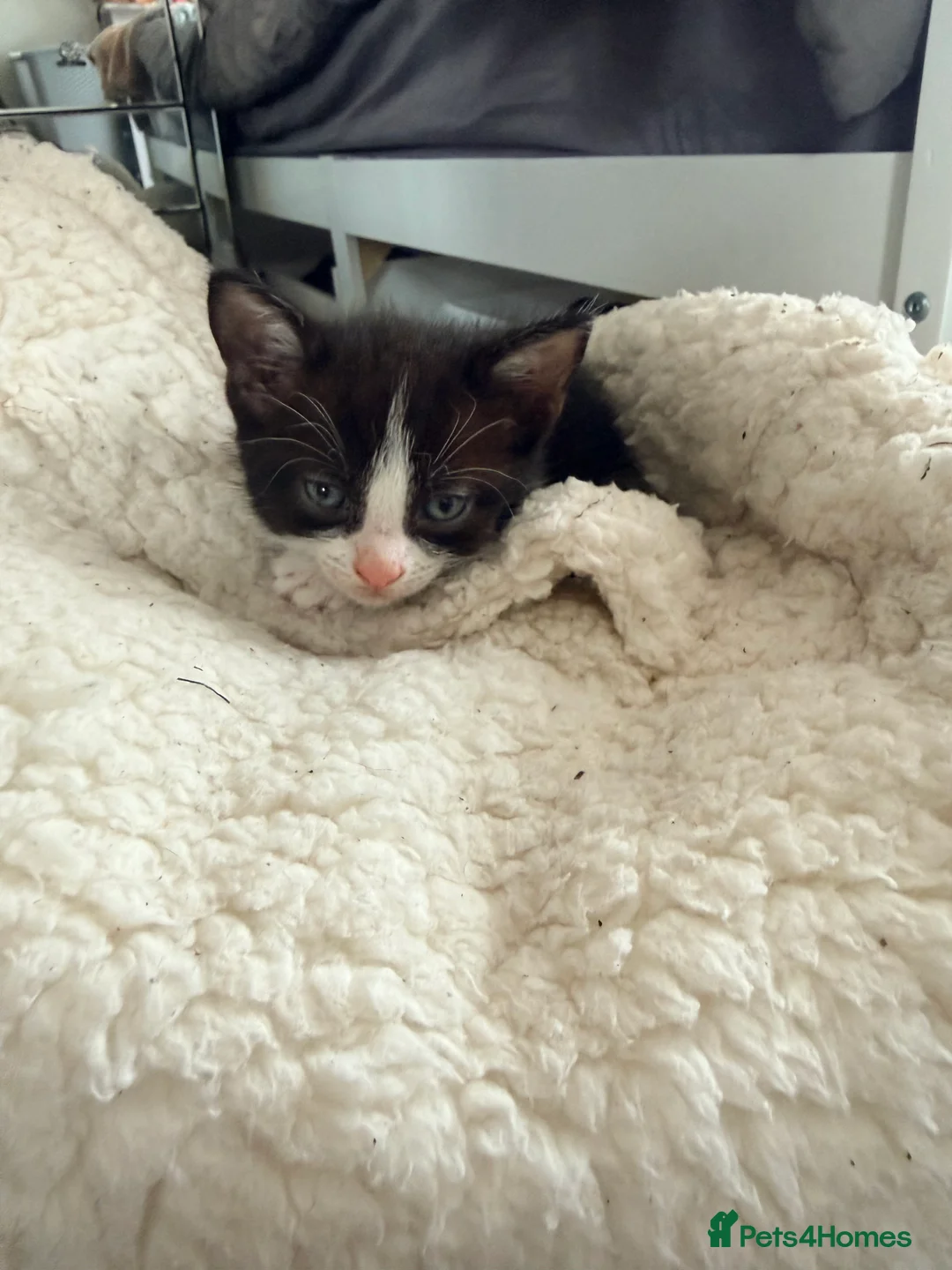 Mixed Breed cats for sale: Male tuxedo  - Advert 2