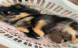 Pomeranian dogs for sale: GORGEOUS POMERANIAN PUPPIES  - Image 3