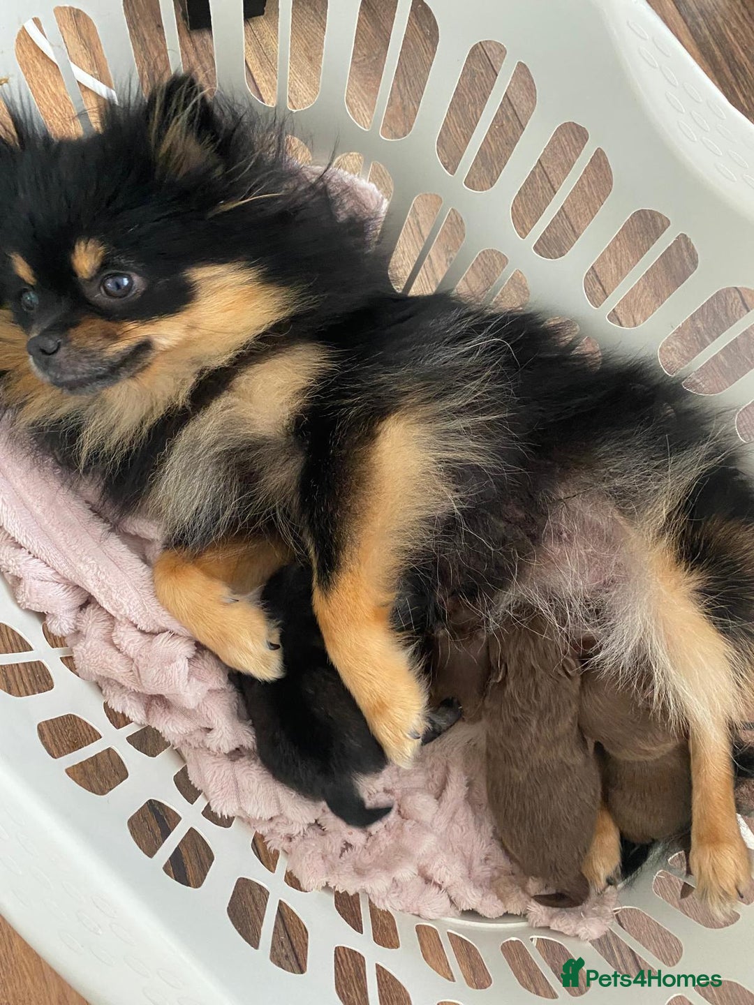 Pomeranian dogs for sale: GORGEOUS POMERANIAN PUPPIES  - Image 3