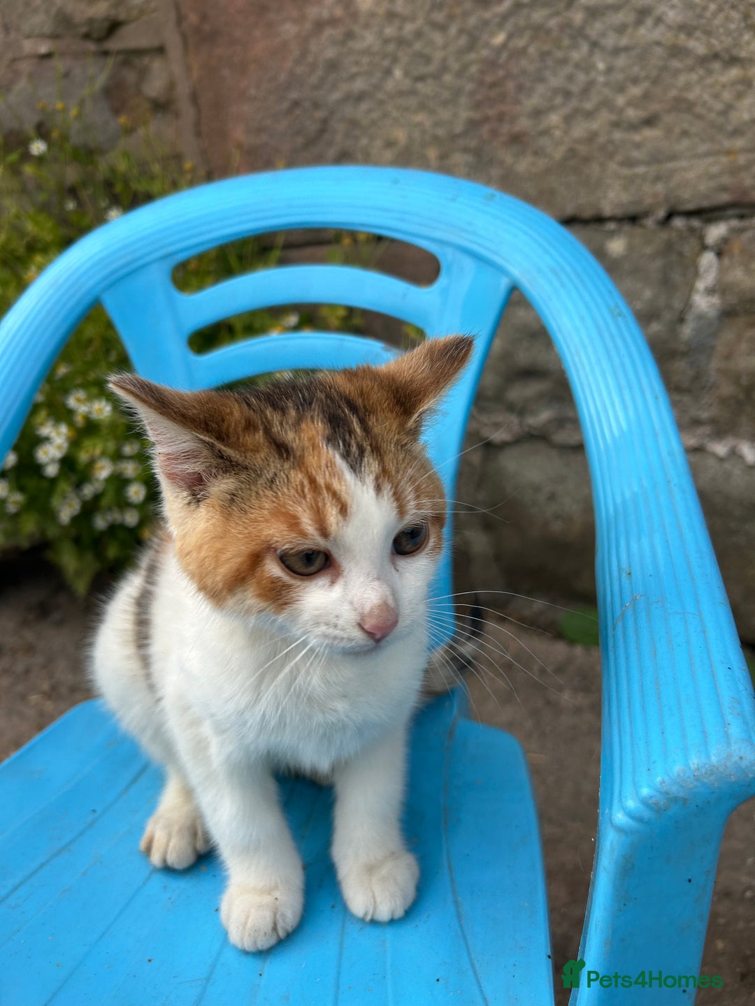 Mixed Breed cats for sale: Beautiful kittens for sale - Image 17