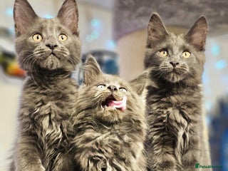 Maine Coon cats 🔥*STUNNING Litter of 6 Solid*💎*Blue Maine Coon💎 - Advert 1