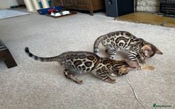 Bengal cats for sale: TICA registered bengal kittens!🐱 - Image 34