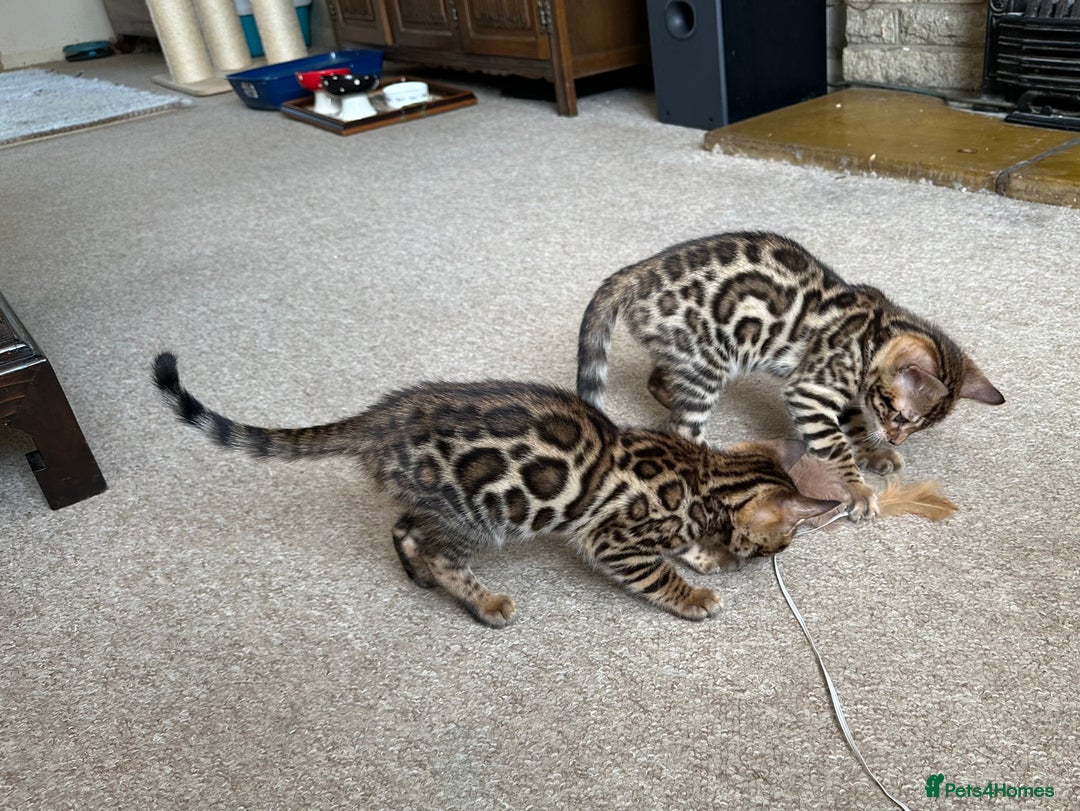 Bengal cats for sale: TICA registered bengal kittens!🐱 - Image 34