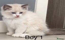 Ragdoll cats for sale: Beautiful Ragdoll kittens - Image 4