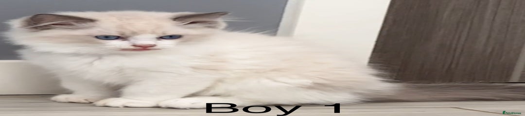 Ragdoll Kitten 1