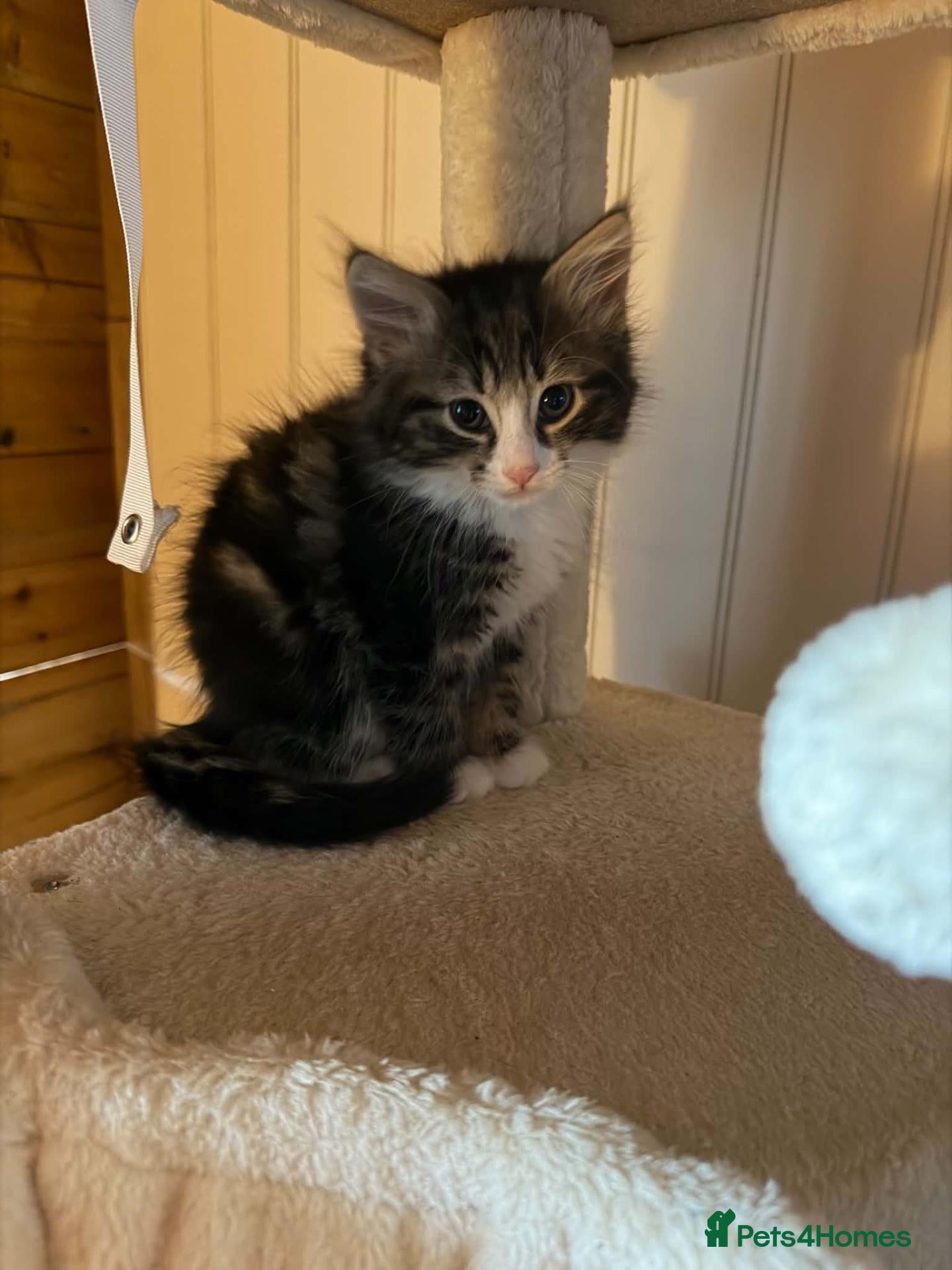 Domestic Shorthair cats Bobby - DSLH Tabby & white boy - Advert 6