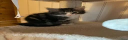 Domestic Shorthair cats for adoption: Bobby - DSLH Tabby & white boy in Kingswinford - Advert 1