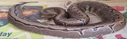 Python Snake reptiles for sale: Royal Python - Pinstripe - Advert 3