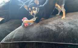 Chihuahua dogs for sale: Chihuahua pups, last of litter  - Advert 6