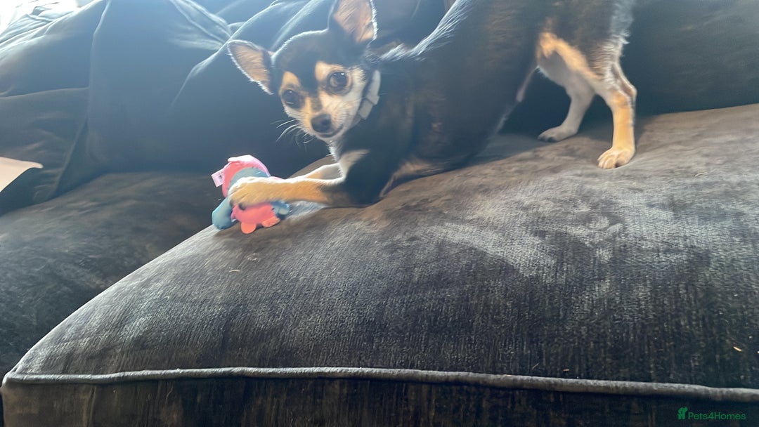 Chihuahua dogs for sale: Chihuahua pups, last of litter  - Advert 6