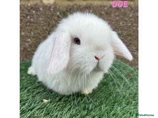 Mini Lop rabbits Pure breed mini lops - Advert 18
