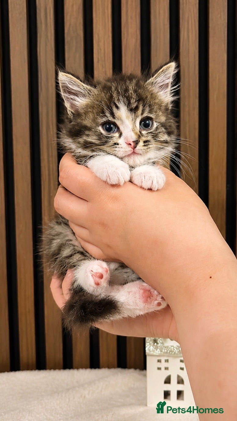 Ragdoll cats Stunning Ragdoll Kittens | Angel's Final Litter - Advert 1