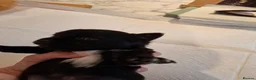 Chihuahua dogs for sale: Little puppy - Advert 9