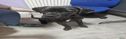 Mixed Breed dogs for sale: 6 month old puppy  - Advert 4